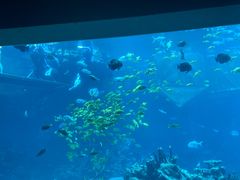-海棠湾洲际-涛·海底餐厅·美人鱼·自助餐·海底隧道