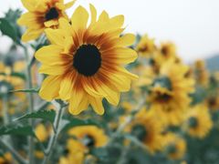 -径山花海