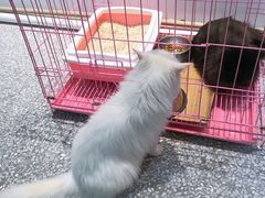 -绒爪撸猫下午茶·猫咖