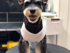 -小尾巴宠物店(万科·金域华庭店)