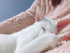 -喵的天空名猫咖啡馆·撸猫·猫舍·用品