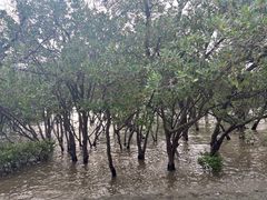 -宝安西湾红树林湿地公园