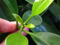 肥绿的非洲茉莉-沈阳植物园