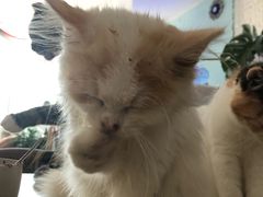 -平行世界·猫咖(首经贸店)