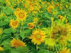 -长春公园(普阳街道)