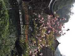 iphone_upload_pic-十八棵（老龙井）御茶园(老龙井店)