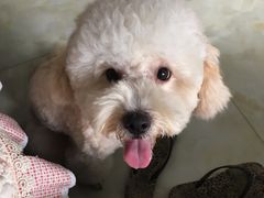 -芭比堂动物医院·犬猫全科·异宠专科(雁塔分院)