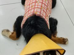 -汪说·狗咖·拼豆·宠物周边DIY(旺城大厦店)