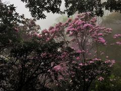 -梧桐山风景名胜区