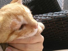 -瑞派名望24h动物医院异宠专科·猫专科·骨科·重症监护分院