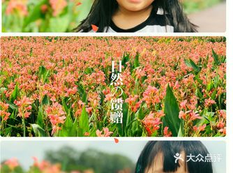 深圳亲子 | 一大片的水生美人蕉阿