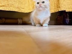 -babydoll猫舍·米努特·德文·缅因(久光中心店)