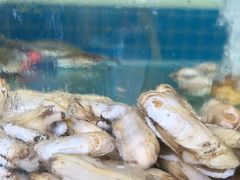 -东来菜馆•手抓海鲜家常菜•海鲜锅贴(鸽子窝店)