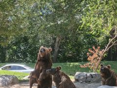 -北京野生动物园
