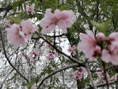 -桃花堤公园