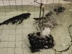 -金豆角砂锅焖面(安贞店)