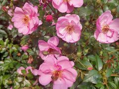 -人民公园(罗湖区)