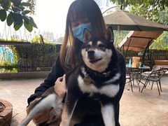 -柴犬高等学院·狗咖·柴犬售卖·宠物训练