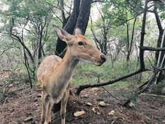 -大连森林动物园