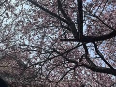 -桃花堤公园
