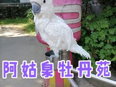 -盛世牡丹苑生态文化旅游区