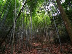 -广州市石门国家森林公园