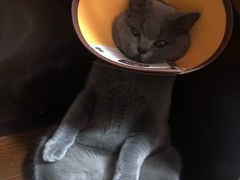 -灵美宠物诊所