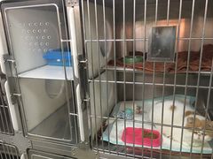 -佑安动物医院·全科·内窥镜中心(幸福巷店)