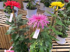 -上海共青森林公园