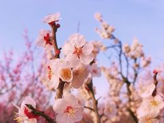 -梅花山(明孝陵内)