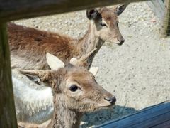 -苏州太湖西山岛开心农场