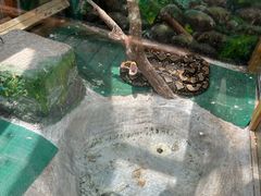 -上海大自然野生昆虫馆(东方明珠·爬宠昆虫探索中心)