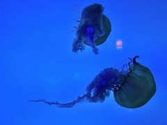 -太平洋海底世界