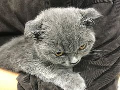 -佳雯宠物医院(四明中路分院)