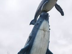 -海合安武汉极地海洋公园