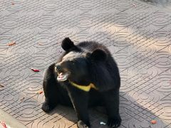 -西霞口神雕山野生动物世界