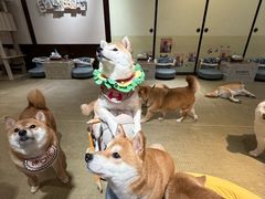 -逗柴咖啡屋·狗咖猫咖宠物桌游