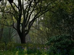 -上海共青森林公园