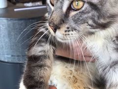 -瞄一喵猫咖(格力海岸店)