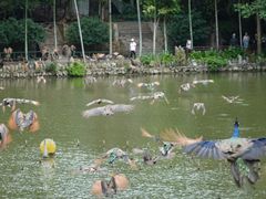 -西双版纳原始森林公园