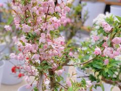 -海棠花溪(元大都城垣遗址公园)