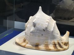 -贝壳王国博物馆