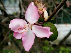 -爱维尔阳光蛋糕(越湖店)