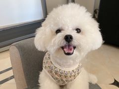 -萌宠之家·腊肠犬·马尔泰·小体犬舍