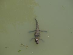 -中国扬子鳄村