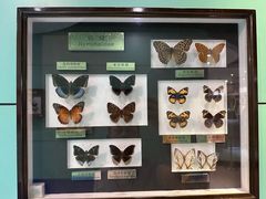 -上海昆虫博物馆