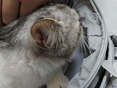 -中农国际动物医院24小时·猫科·骨科·急重症中心
