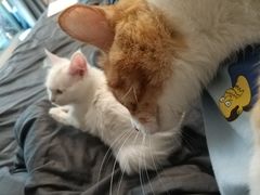 -欧奕国际动物医院