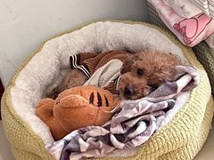 -北京派仕佳德动物医院·超导核磁·CT·神经科·骨科·内外科·急重症管理中心