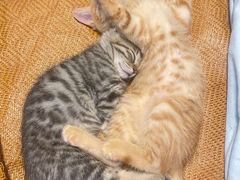 -纳吉亚猫专科动物诊疗中心(蒋宅口分院)